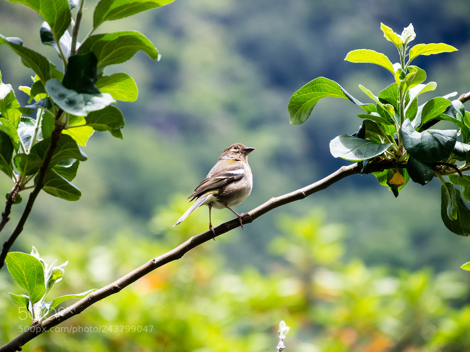 Olympus OM-D E-M5 sample photo. Wildlife of madeira photography