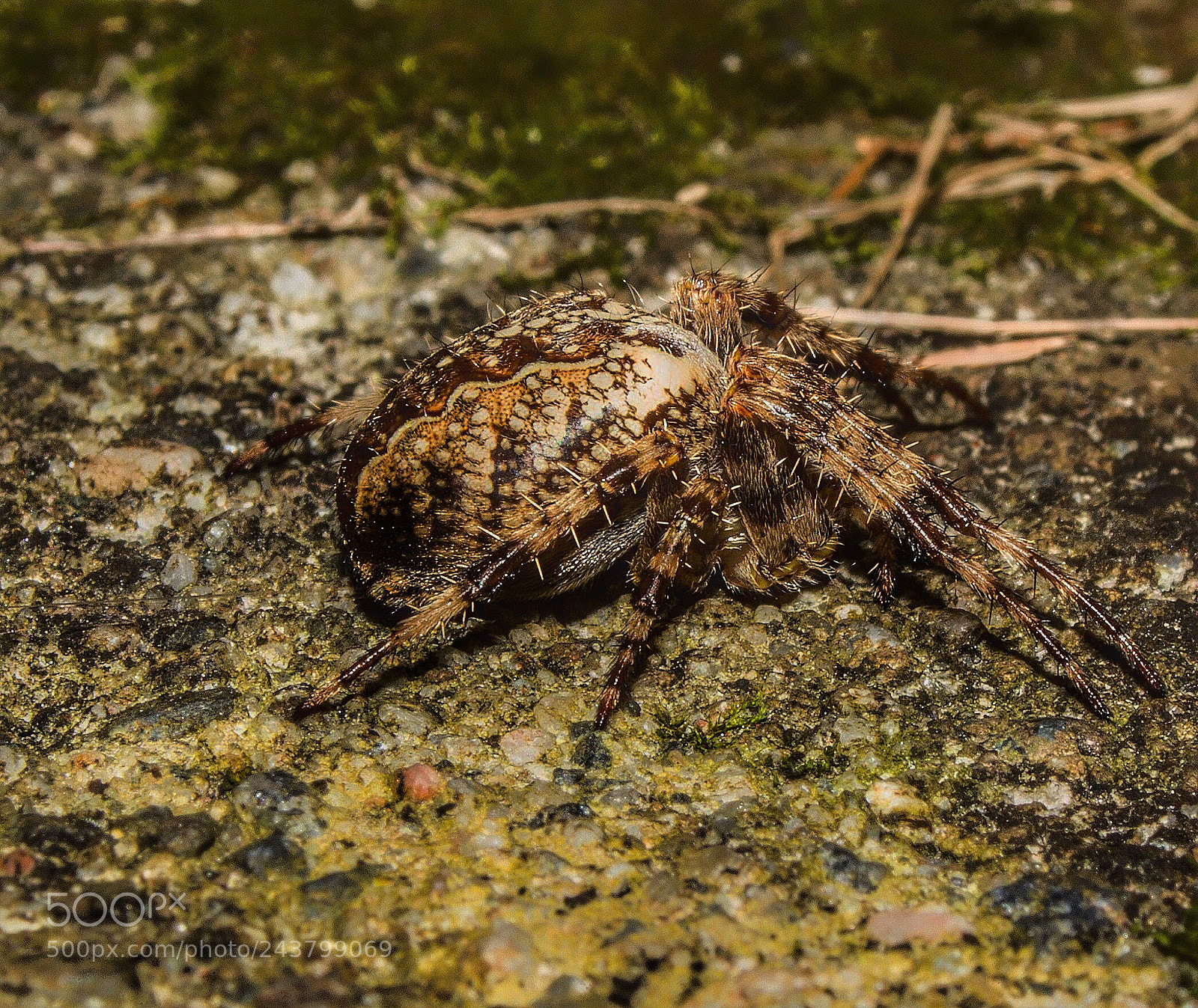 Canon EOS 60D sample photo. Small beast photography