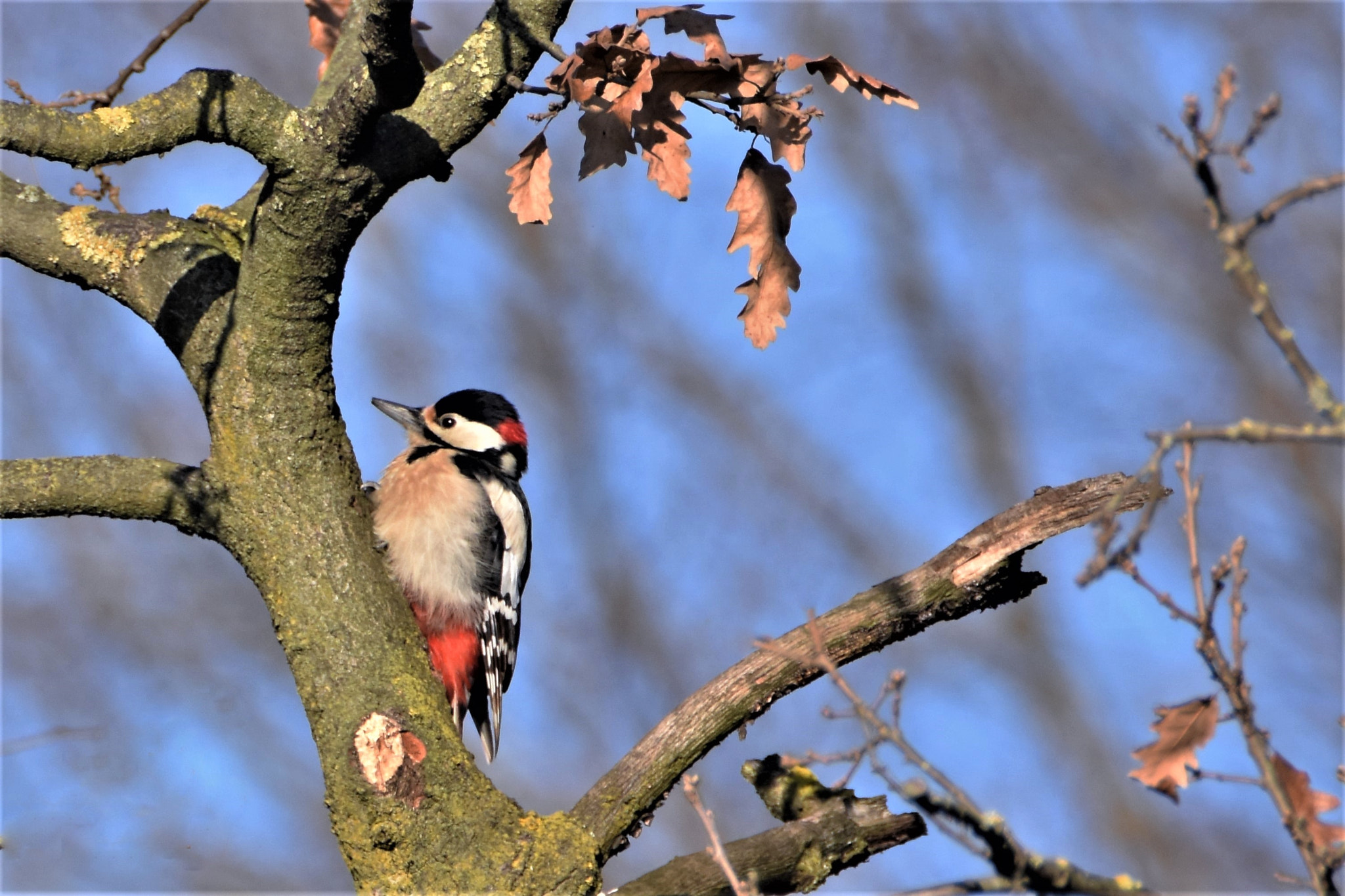 Nikon D7200 + Tamron SP 150-600mm F5-6.3 Di VC USD sample photo. Great spotted woodpecker photography