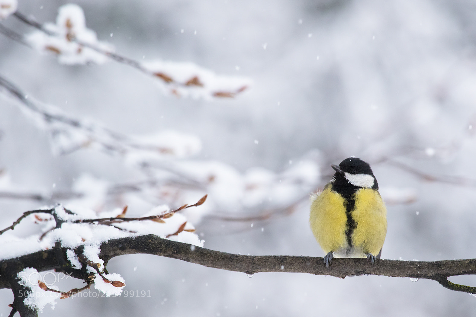 Canon EOS 7D Mark II sample photo. Titmouse photography
