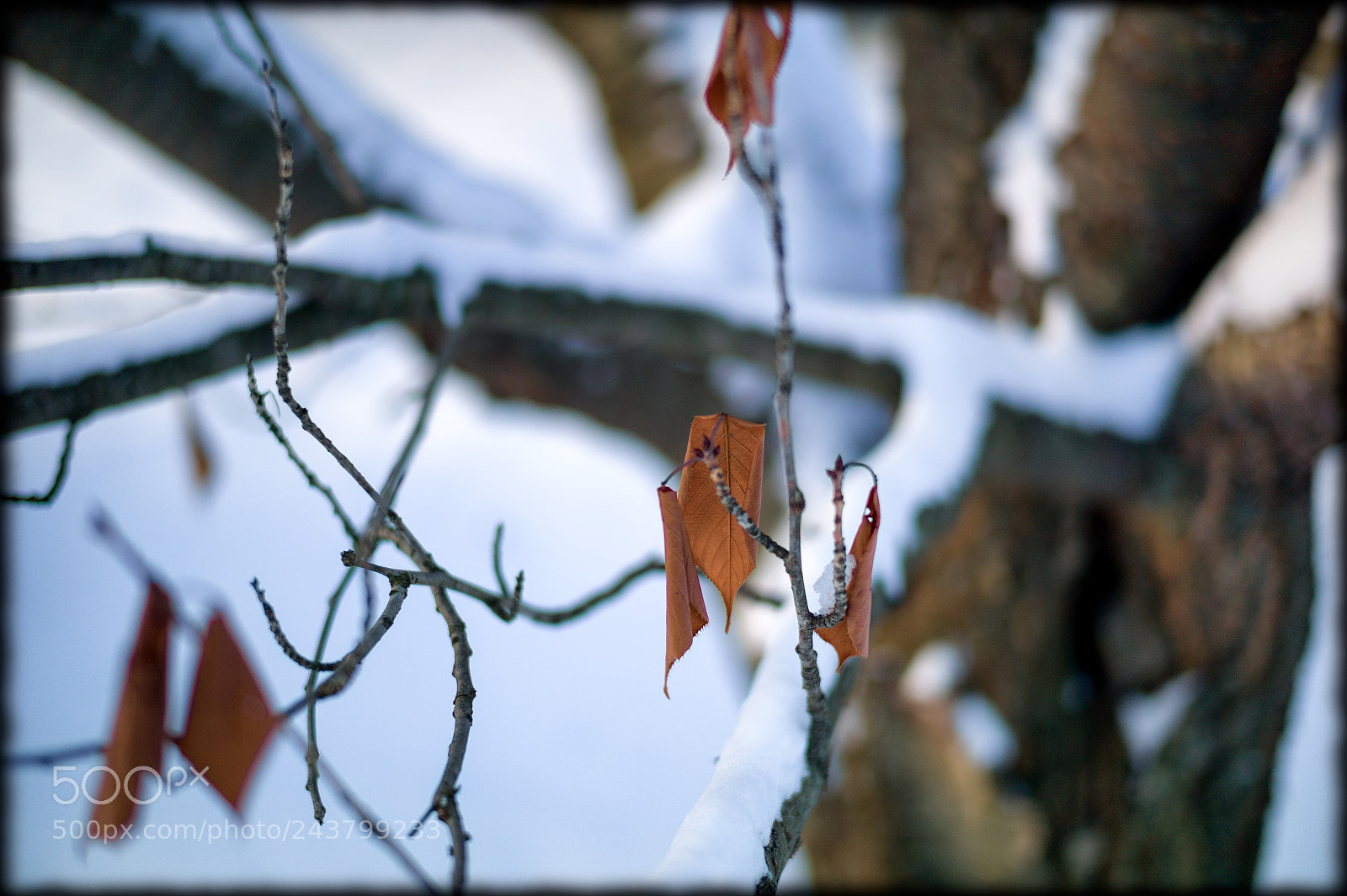 Leica M9 sample photo. Hangers-on photography