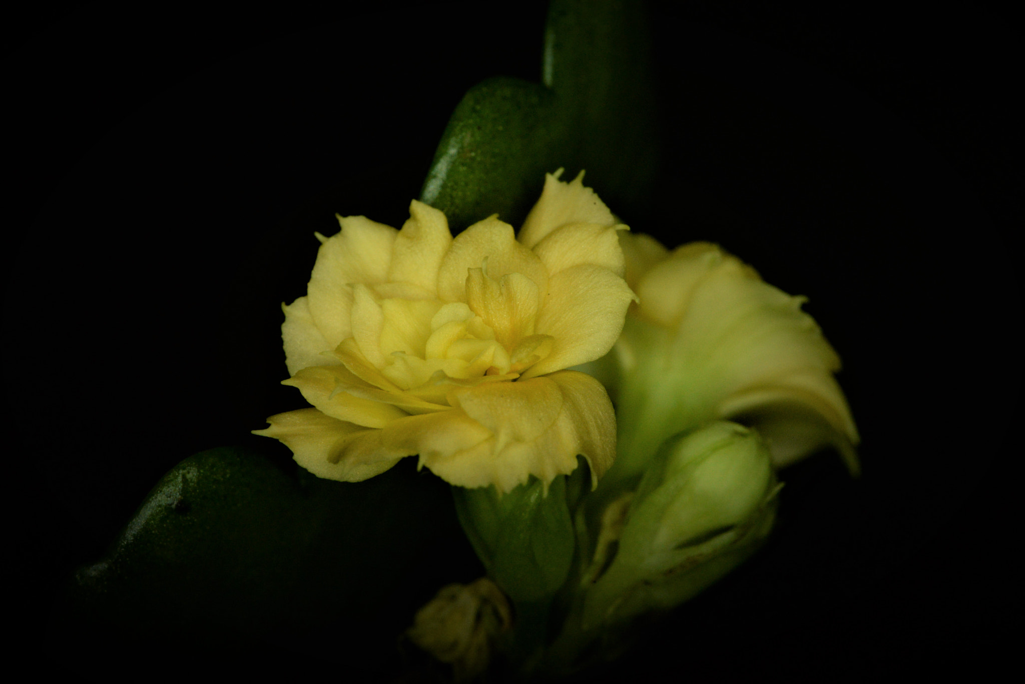 Sigma 105mm F2.8 EX DG OS HSM sample photo