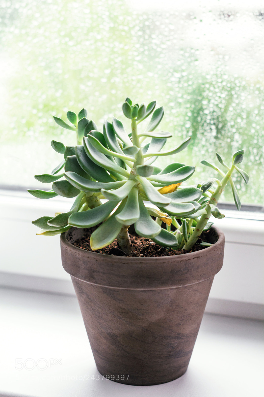 Nikon D7100 sample photo. Succulent cactus at the photography