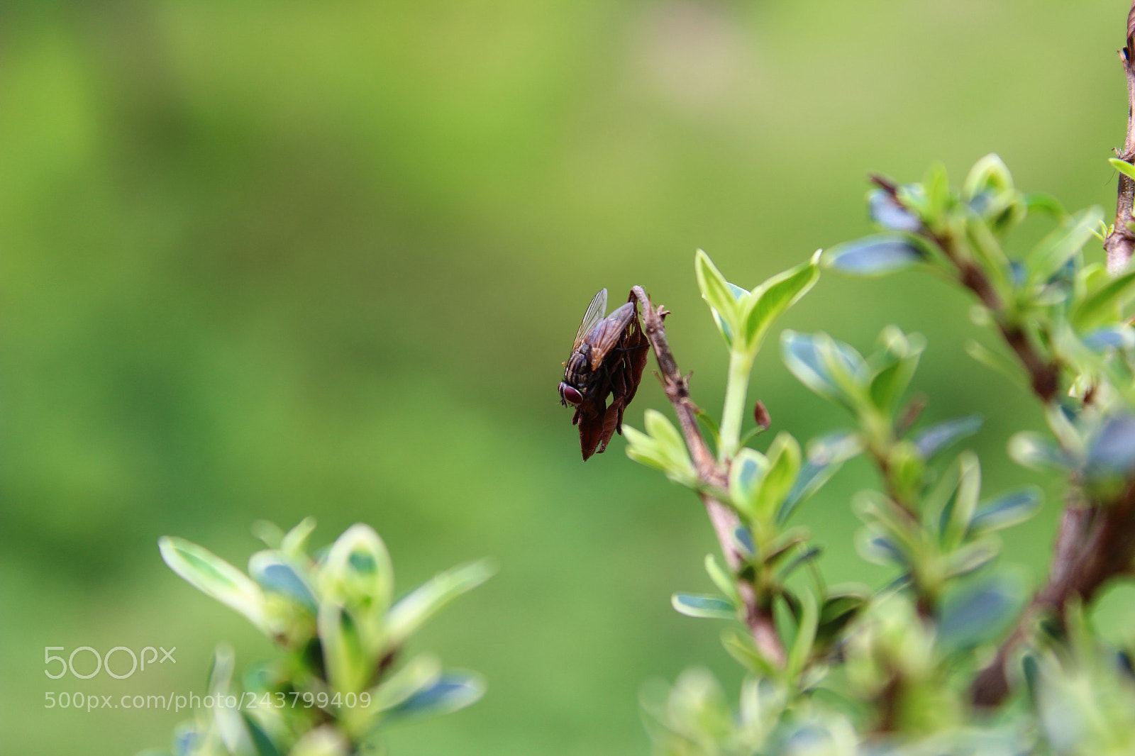 Canon EOS 1300D (EOS Rebel T6 / EOS Kiss X80) sample photo. Best pic photography