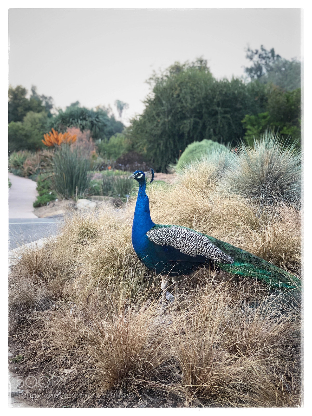 Apple iPhone X sample photo. Silent beauty photography