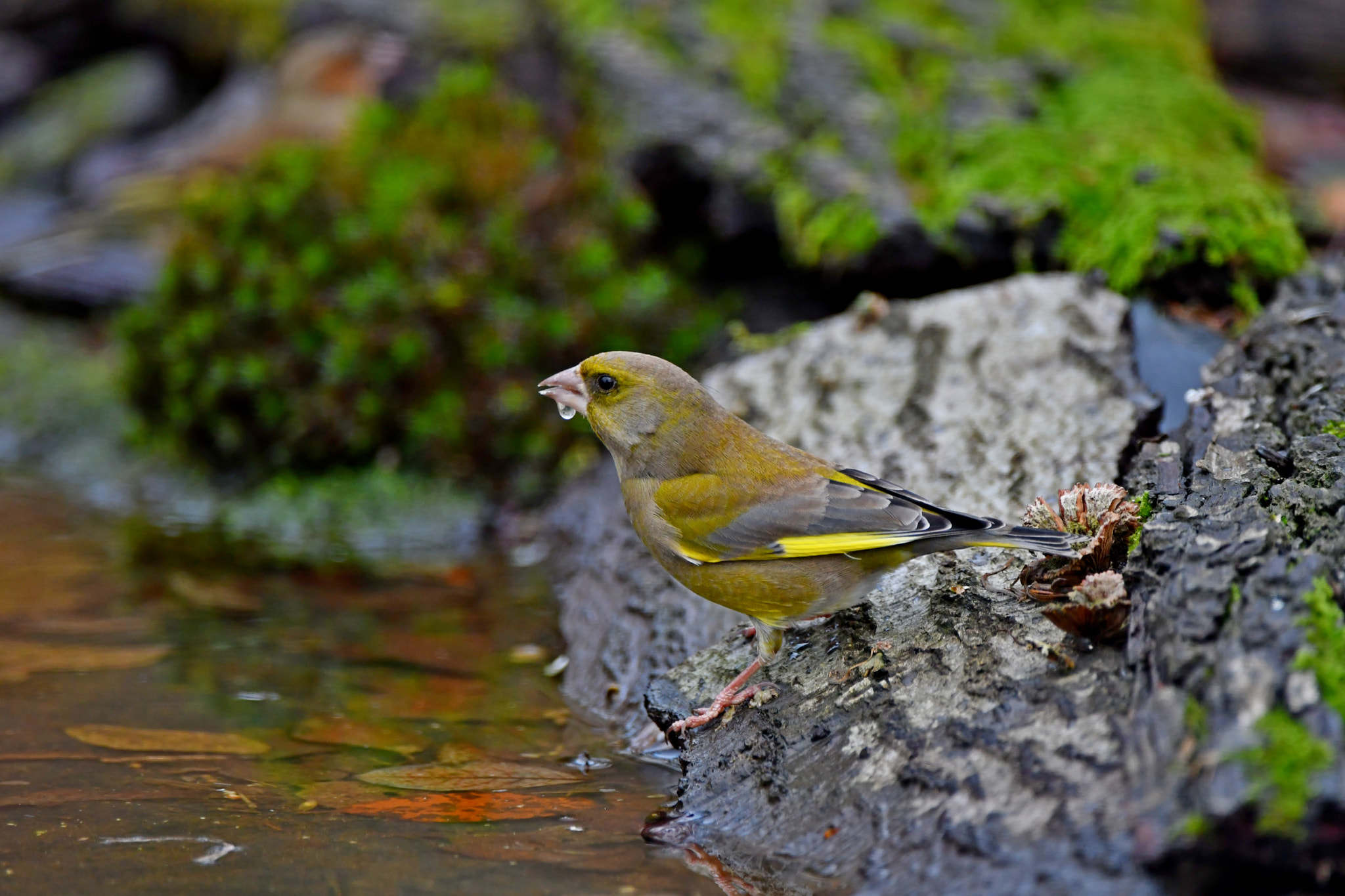Nikon D500 sample photo. Greenfinch photography