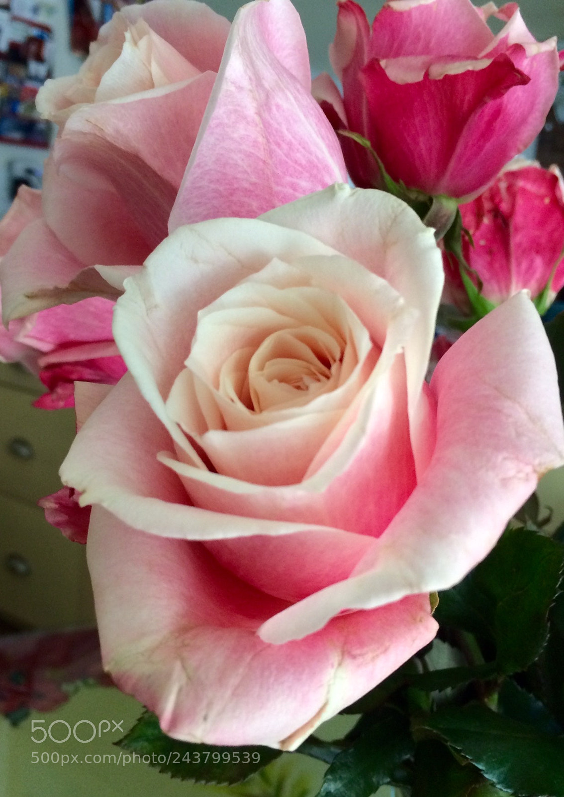 Apple iPhone 5s sample photo. Rose photography