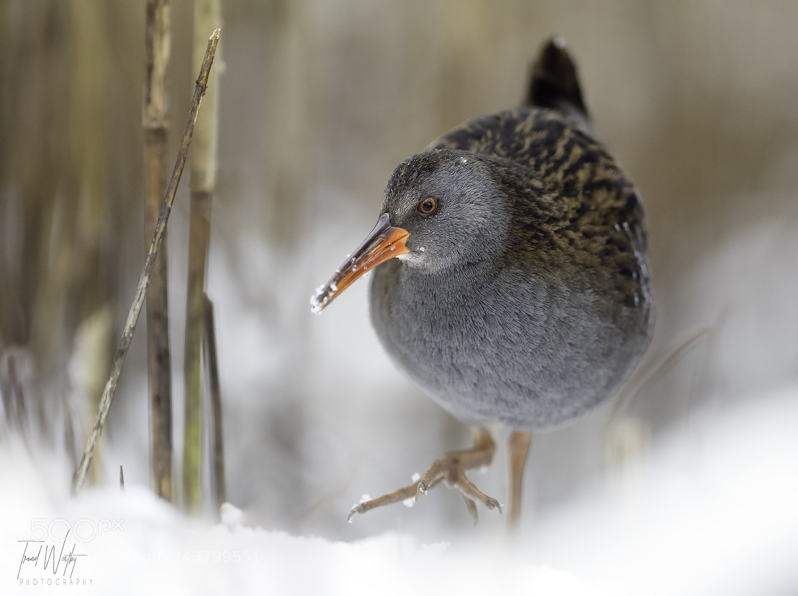 Nikon D500 sample photo. Water rail photography