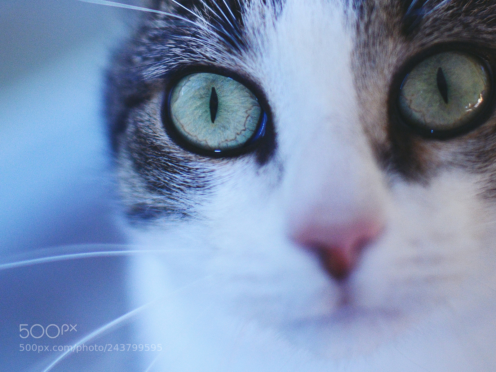 Nikon D3200 sample photo. Cat photography