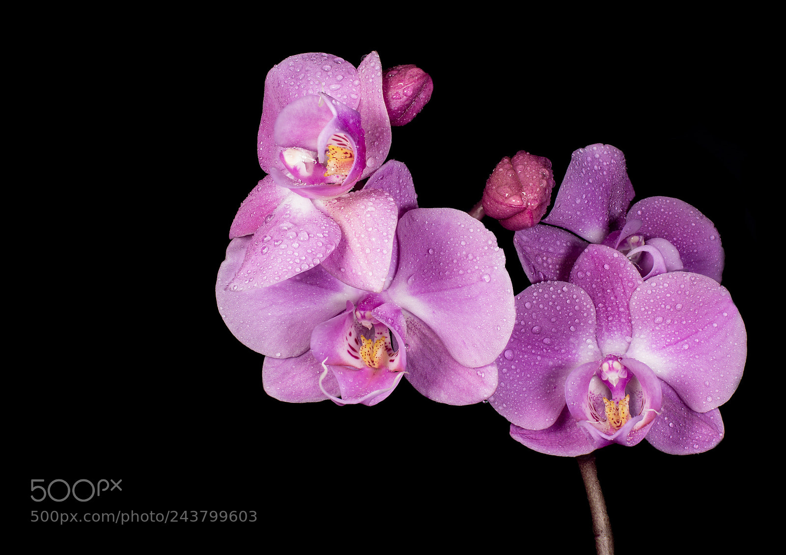 Nikon D600 sample photo. Orchid wet photography