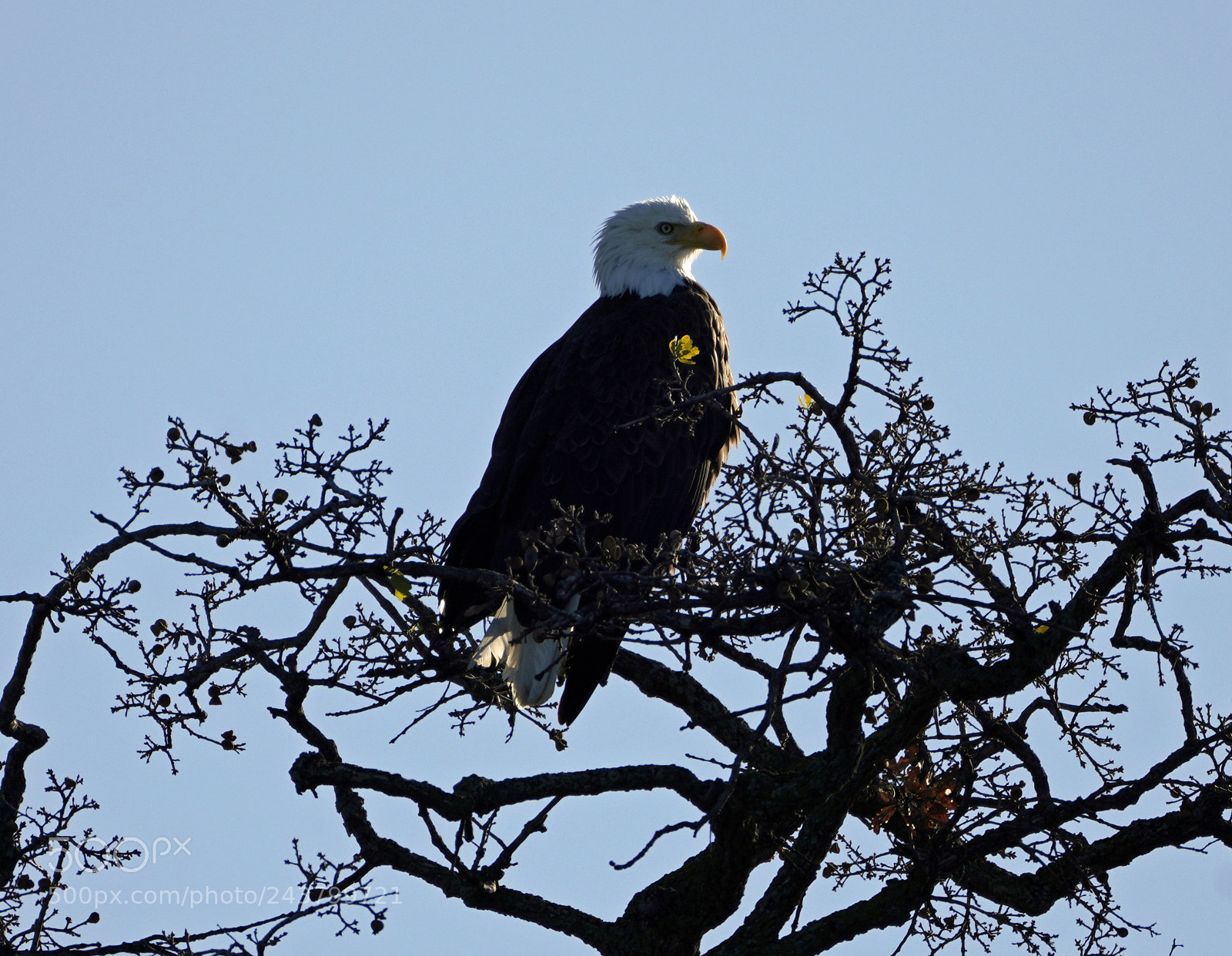 Sony a7R III sample photo. Mature bald eagle photography