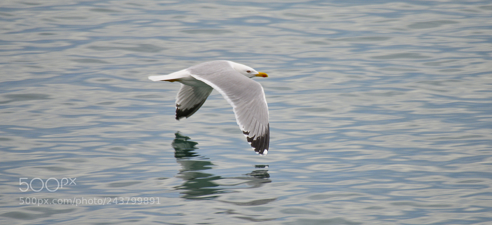 Nikon D800E sample photo. Untitled photography
