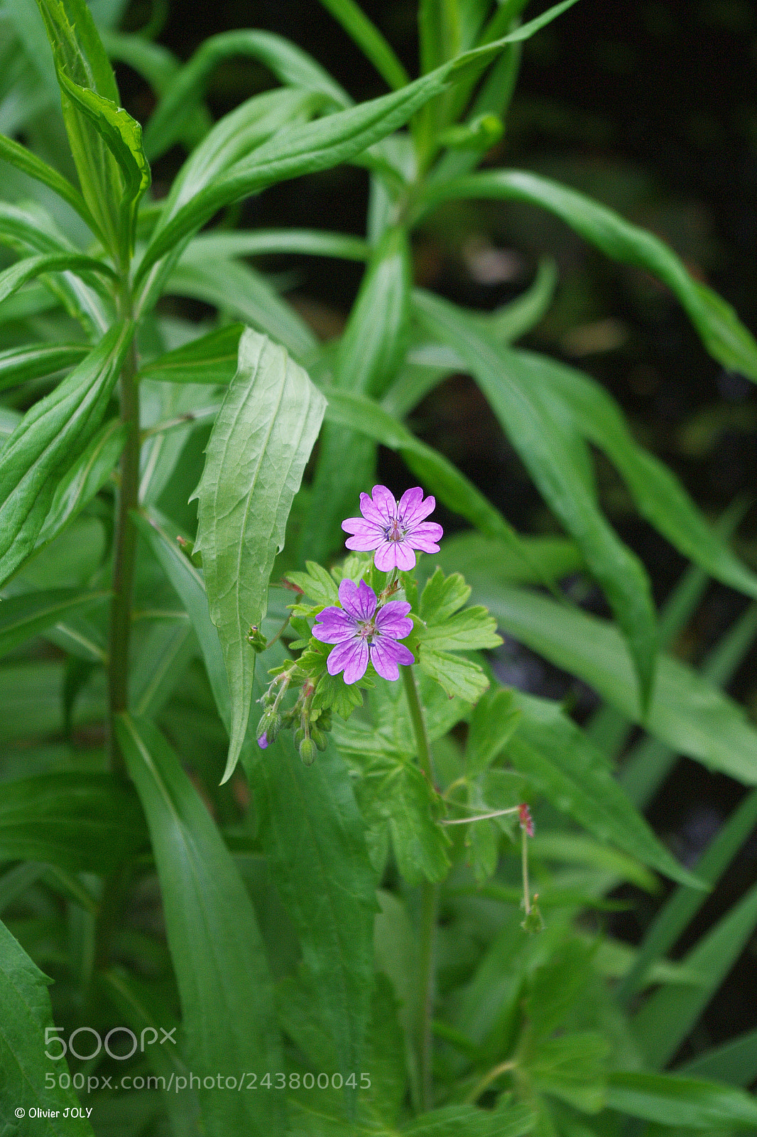 Pentax K-7 sample photo. Rêverie photography