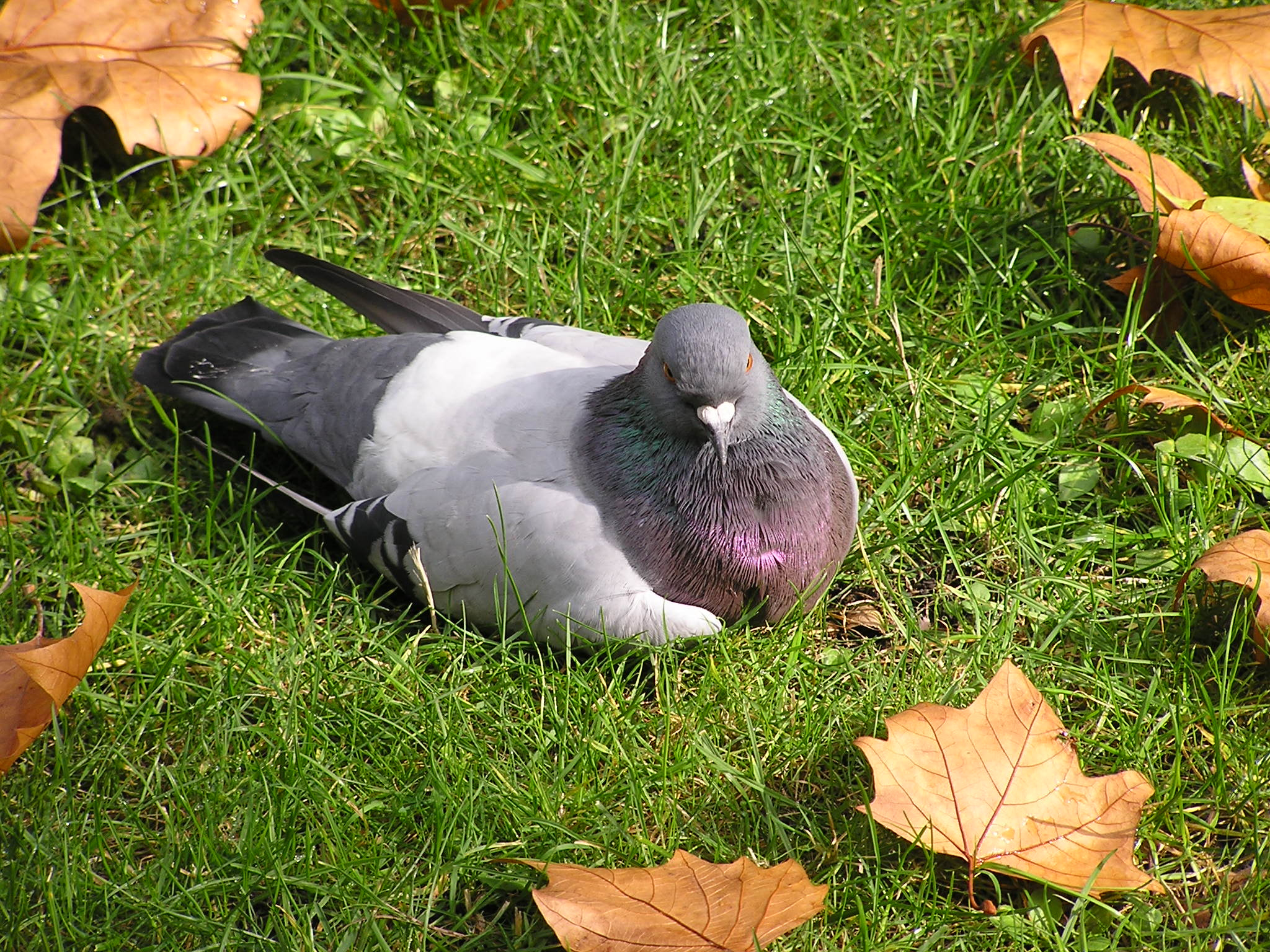 Olympus C740UZ sample photo. Pigeon photography
