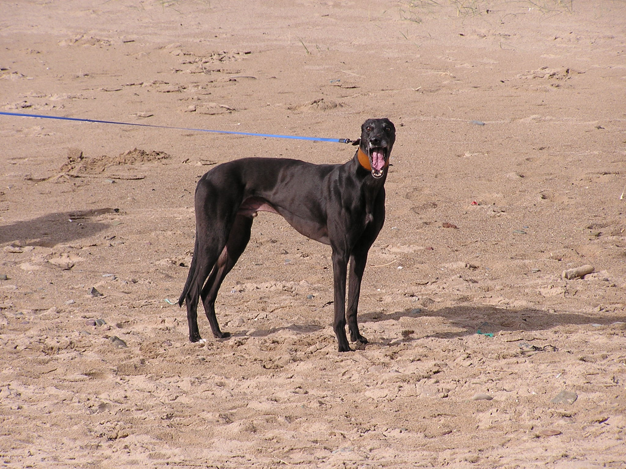 Olympus C740UZ sample photo. The hound of hell photography