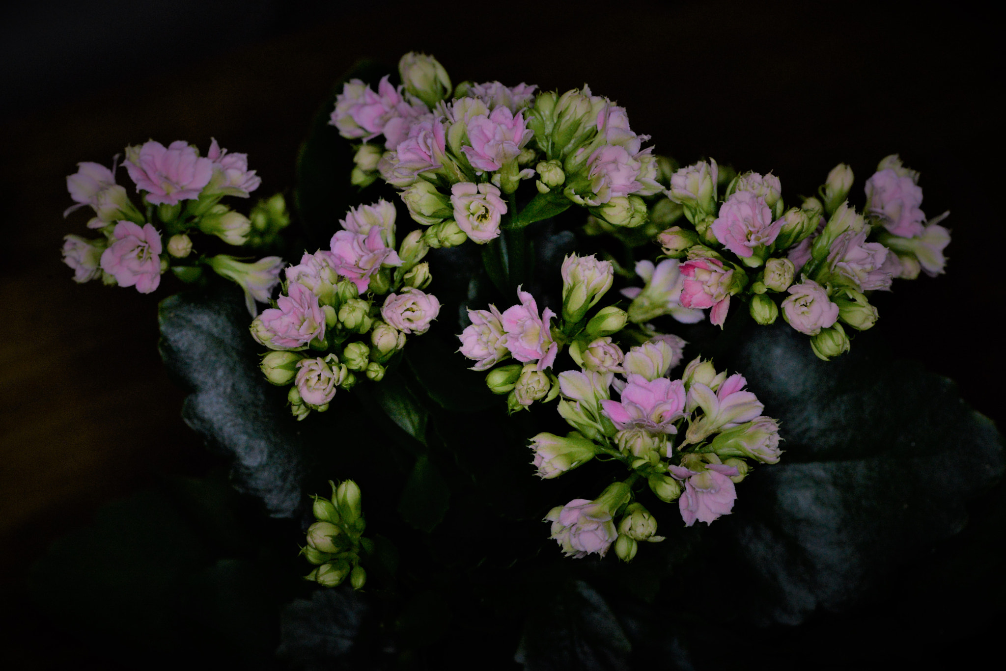 Sigma 105mm F2.8 EX DG OS HSM sample photo