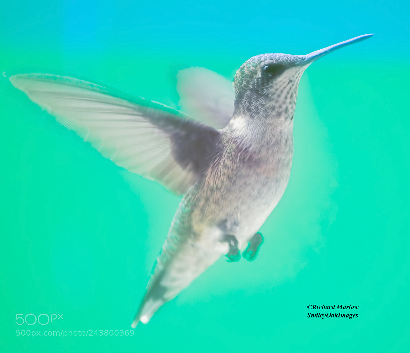 Nikon D5000 sample photo. Pale hummingbird photography