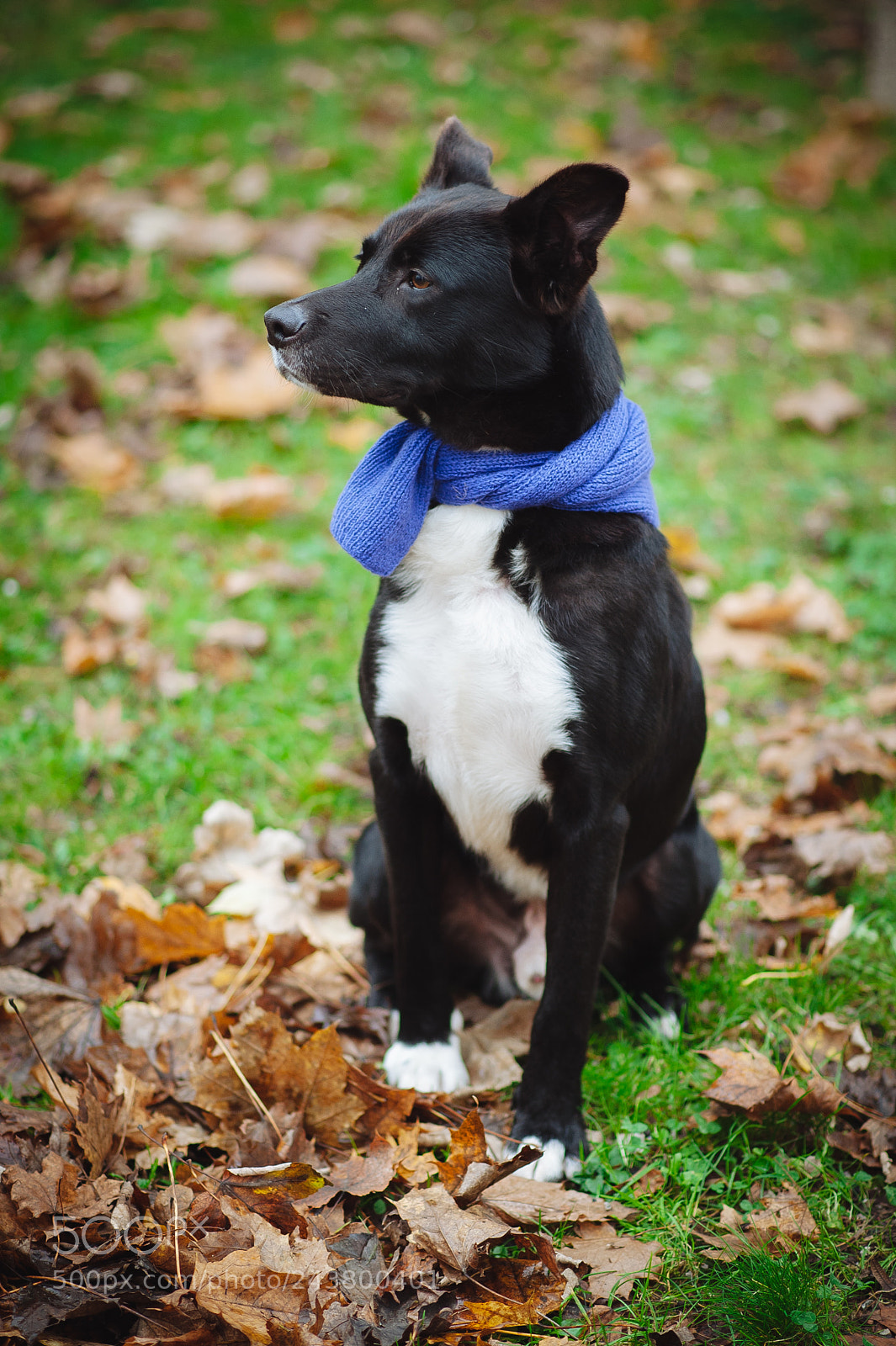 Nikon D700 sample photo. My, dog ! photography