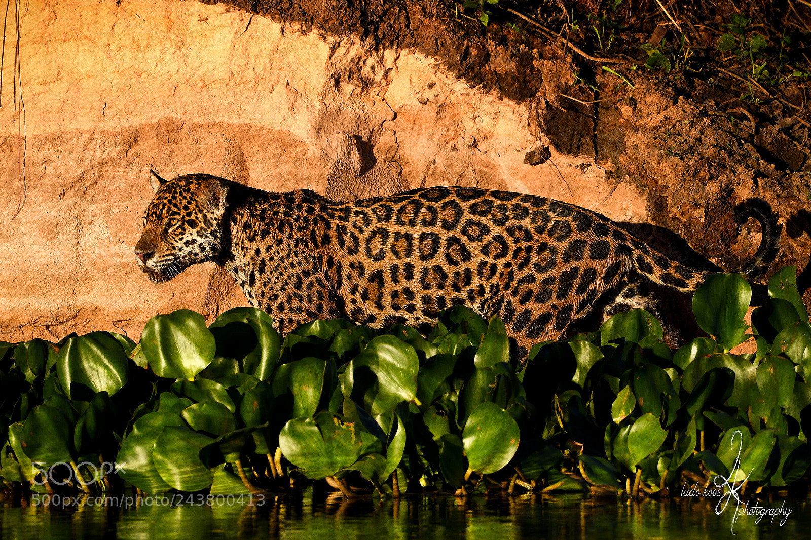 Nikon D500 sample photo. Wild female jaguar photography