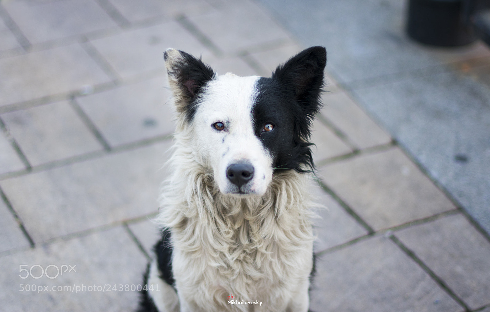 Nikon D3400 sample photo. "compassion" photography