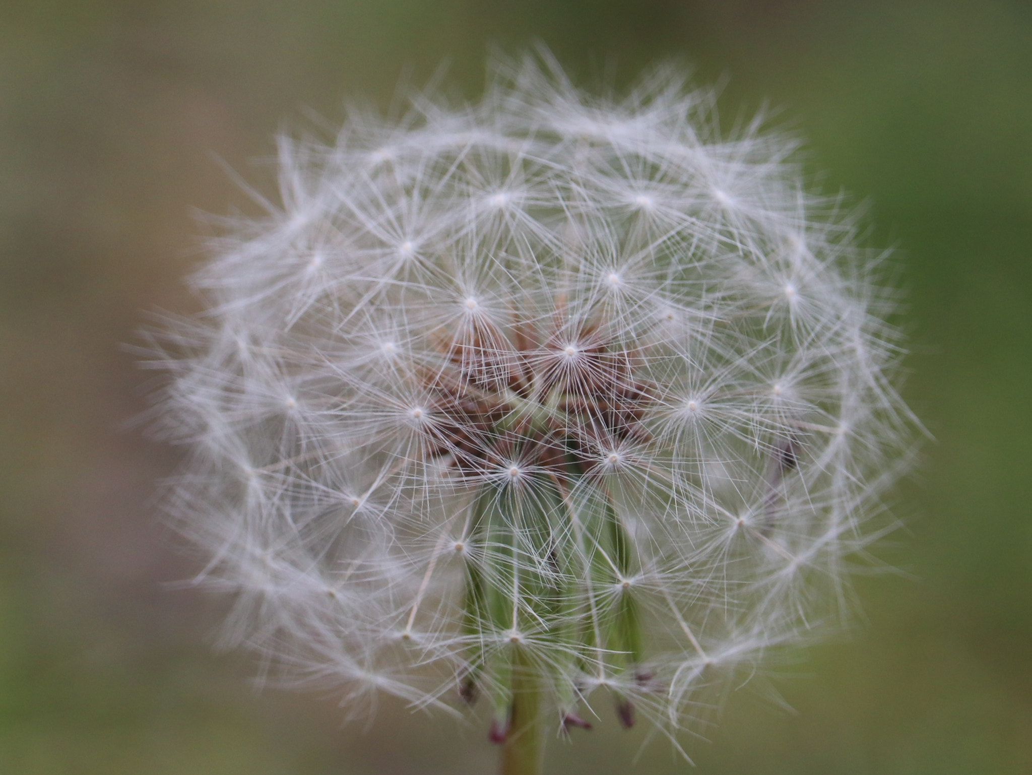 Canon EF-S 55-250mm F4-5.6 IS STM sample photo. Dandelion photography