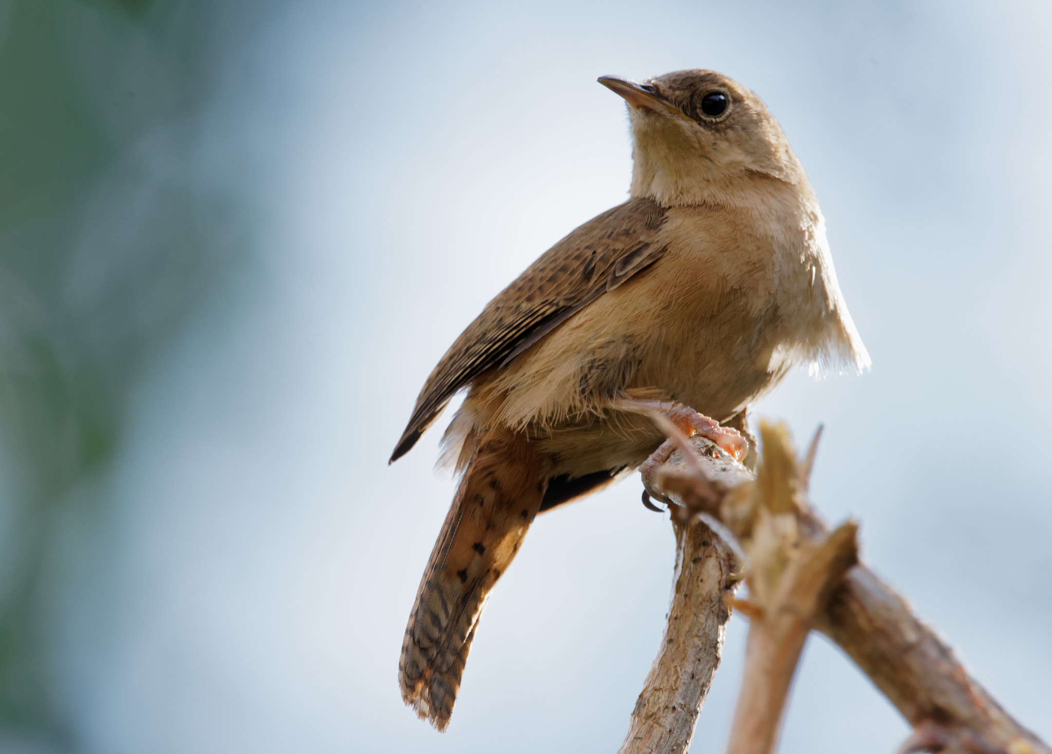 Sigma 150-600mm F5-6.3 DG OS HSM | C sample photo. Wren photography
