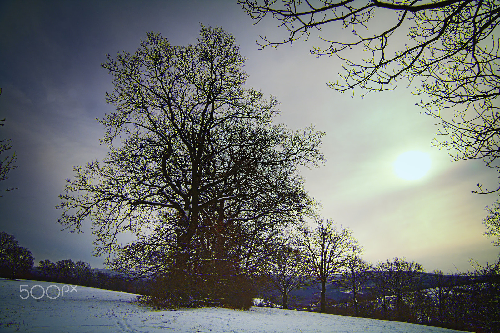 Canon EF-S 17-85mm F4-5.6 IS USM sample photo. Oak tree photography