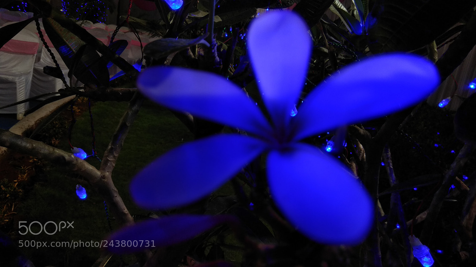 Xiaomi Redmi Note 4 sample photo. Cherry blossom photography