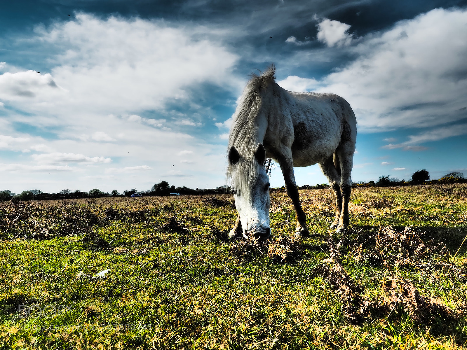 Olympus OM-D E-M5 II sample photo. The white horse photography