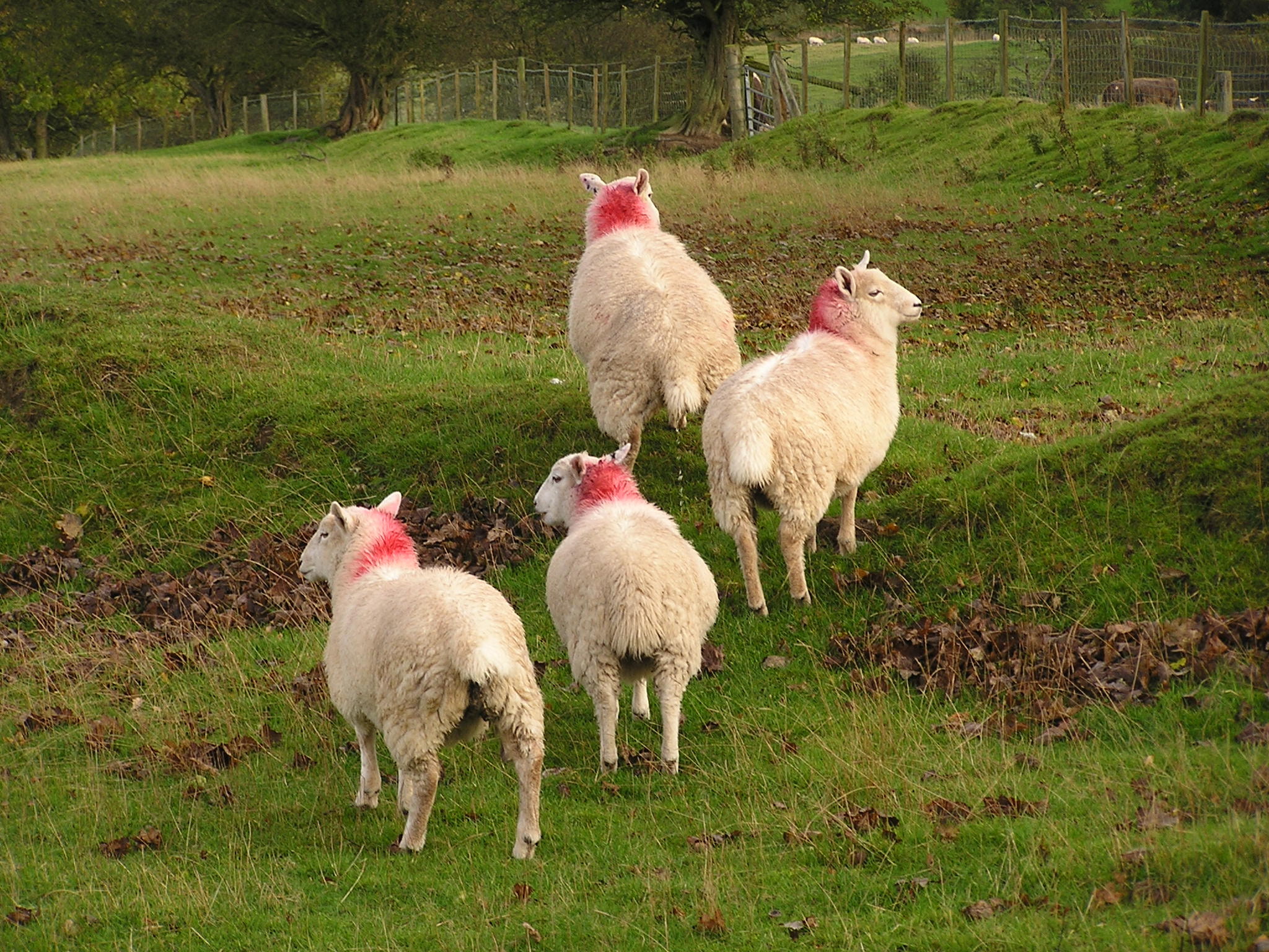 Olympus C740UZ sample photo. Welsh sheep photography