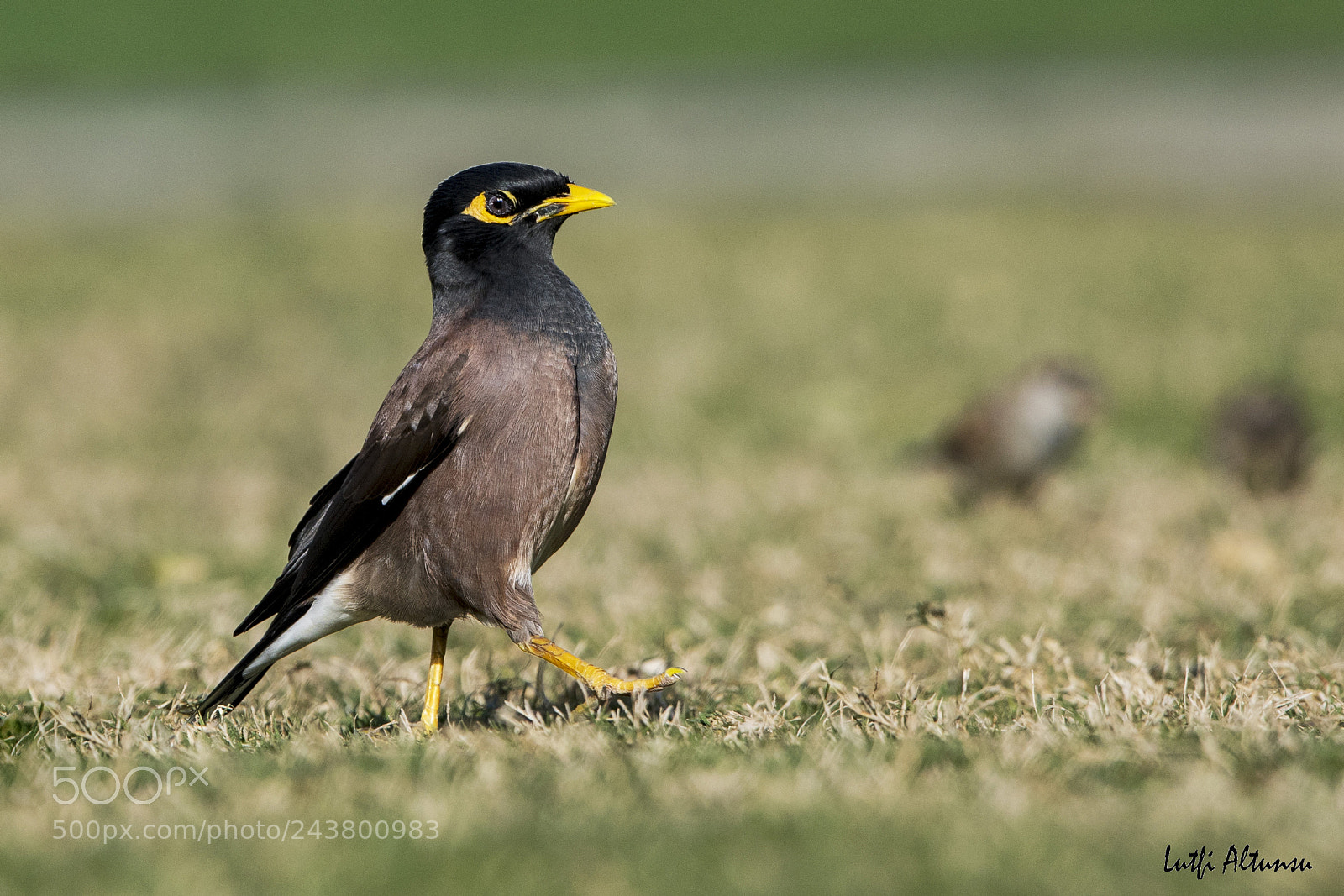 Nikon D500 sample photo. Common myna i deci photography