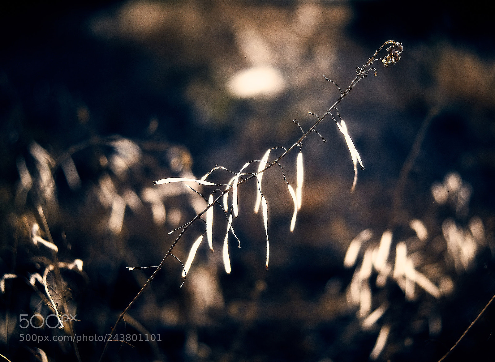 Sony ILCA-77M2 sample photo. The light hunter photography
