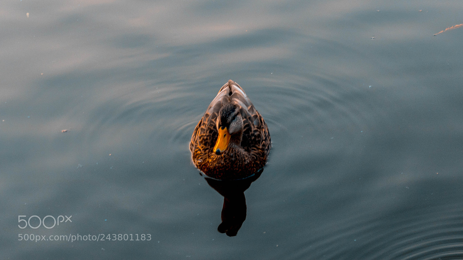 Canon EOS 750D (EOS Rebel T6i / EOS Kiss X8i) sample photo. Pato chapultepec photography
