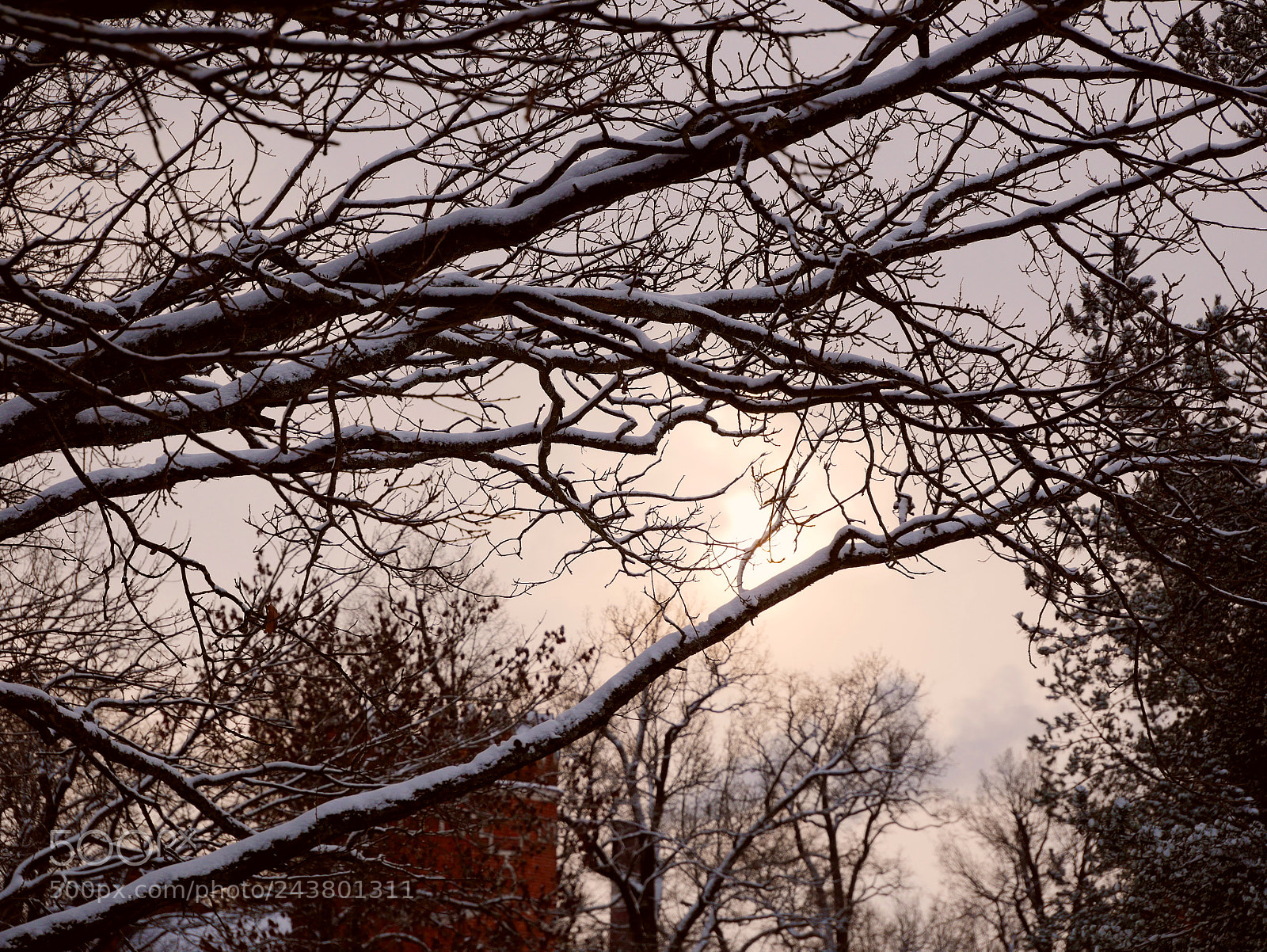 Panasonic Lumix DMC-G85 (Lumix DMC-G80) sample photo. Winter glow photography