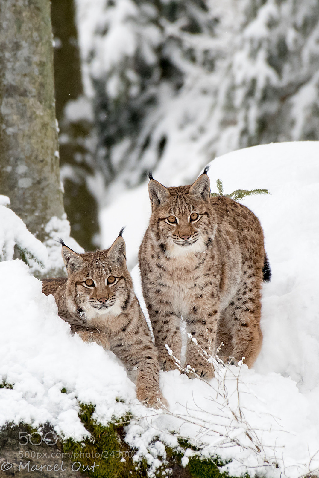 Nikon D500 sample photo. Lynxes in the snow photography