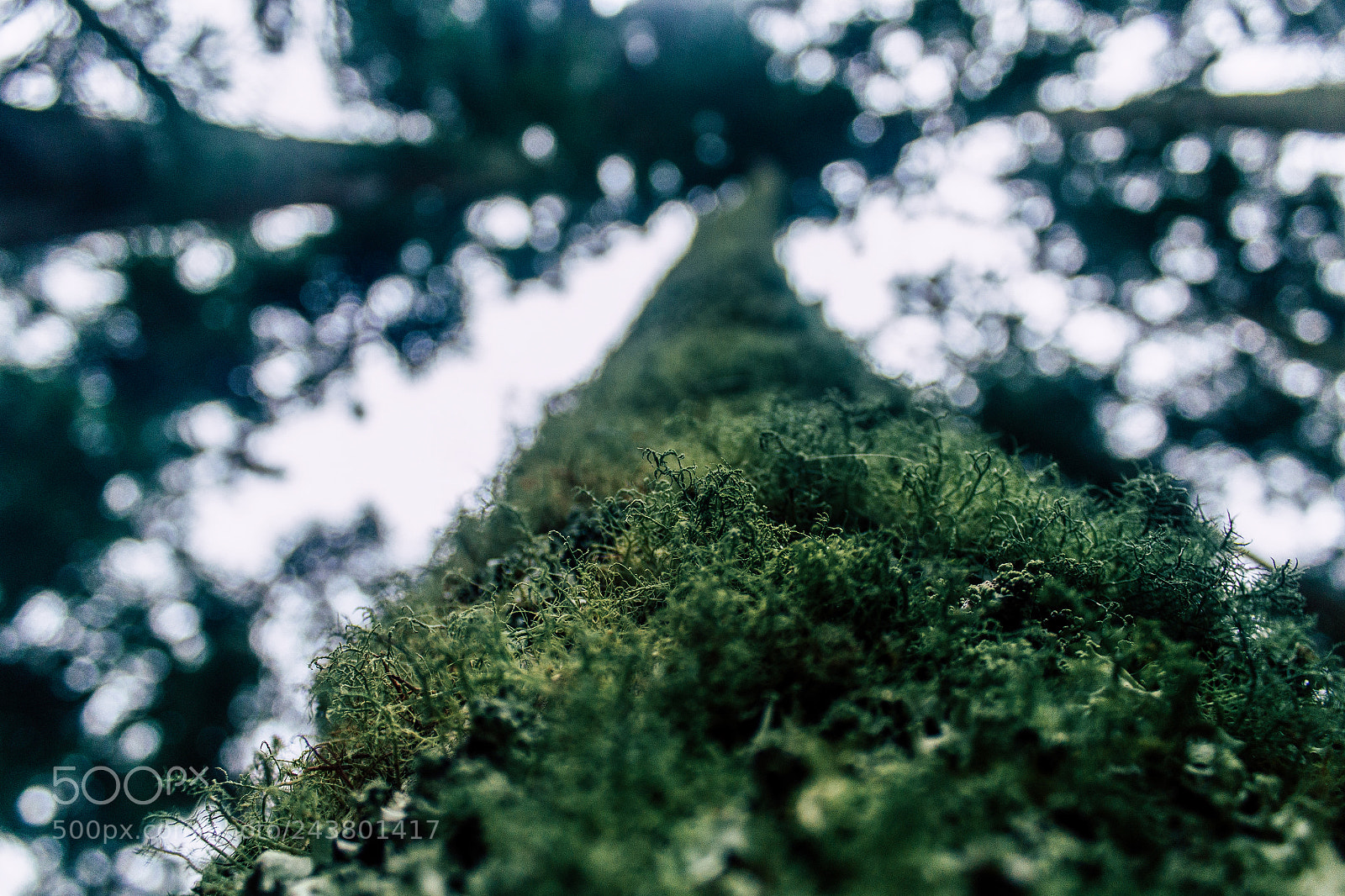 Canon EOS 1200D (EOS Rebel T5 / EOS Kiss X70 / EOS Hi) sample photo. Bokeh tree photography