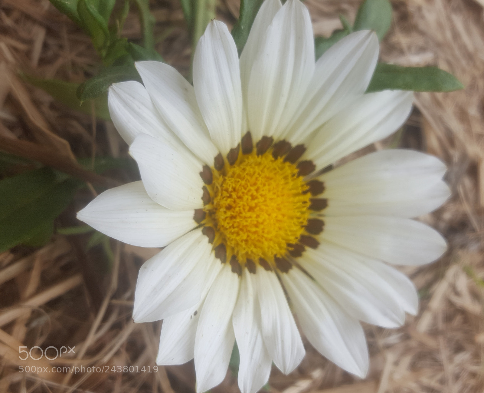 Samsung Galaxy S6 sample photo. Untitled photography