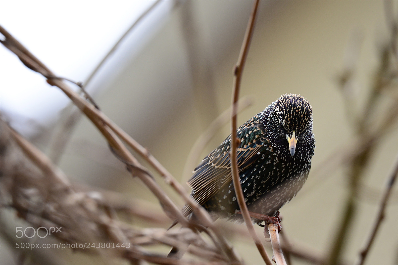 Nikon D610 sample photo. Etourneau sansonnet photography