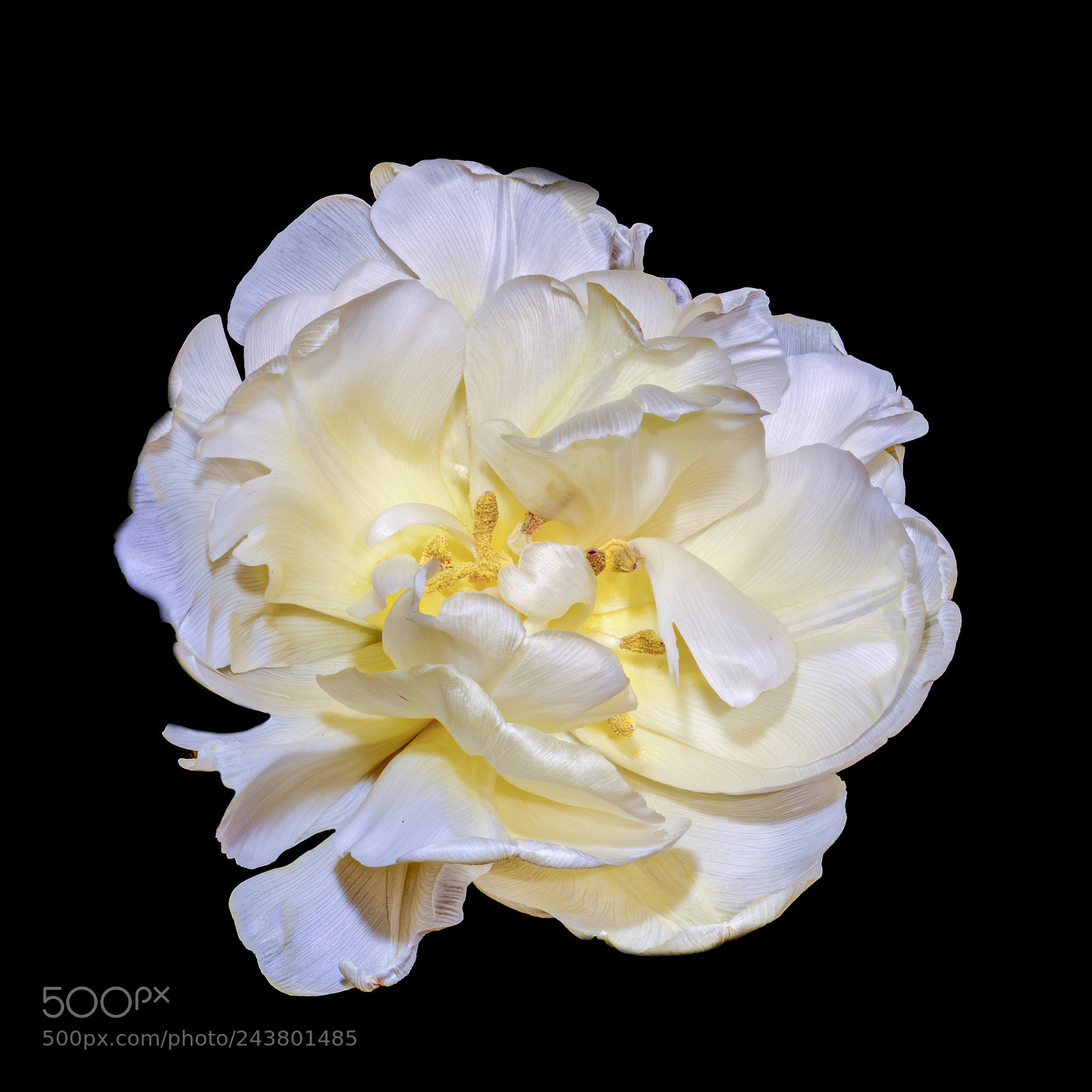 Nikon D810 sample photo. White silk tulip photography