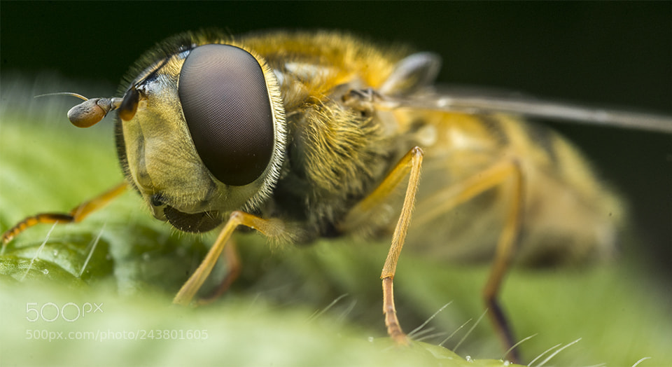 Nikon D7100 sample photo. Natures helicopters the hover photography