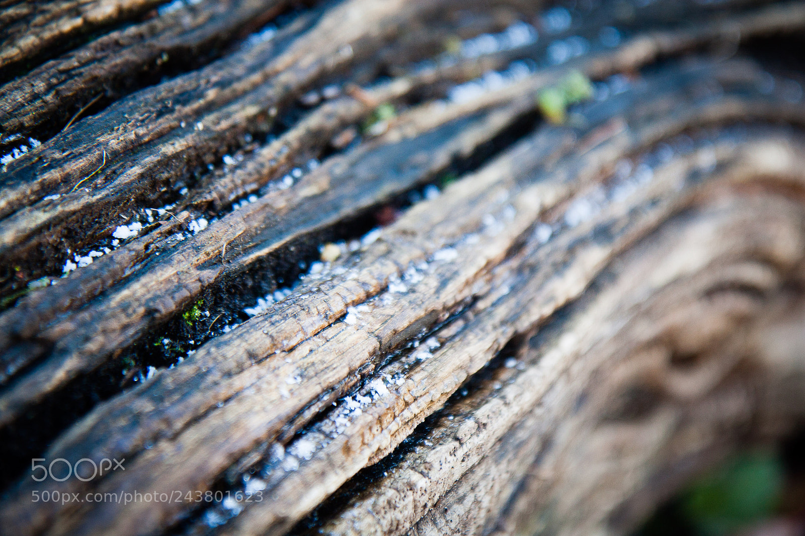 Canon EOS 30D sample photo. Graupel photography