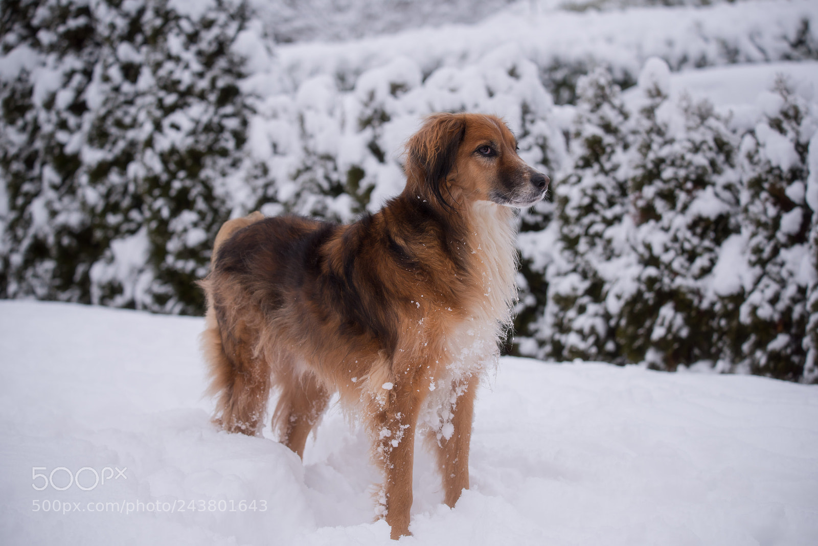 Nikon D810 sample photo. Unser gino photography