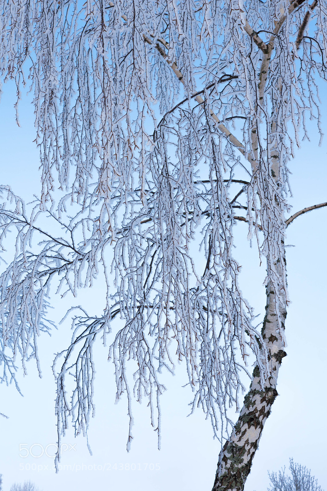 Sony ILCA-77M2 sample photo. Frost 2 photography