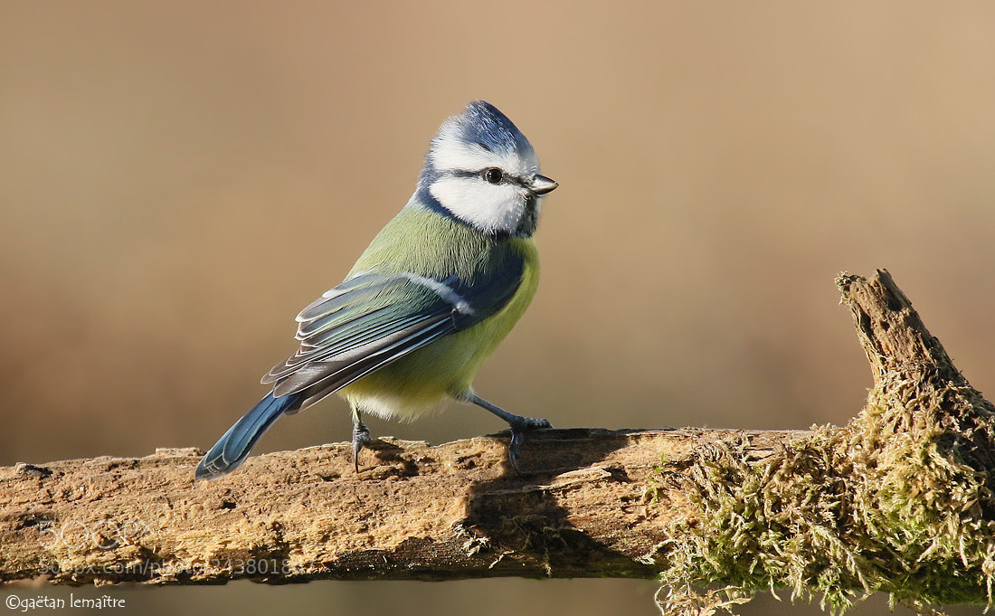 Canon EOS 7D Mark II sample photo. Blue** photography