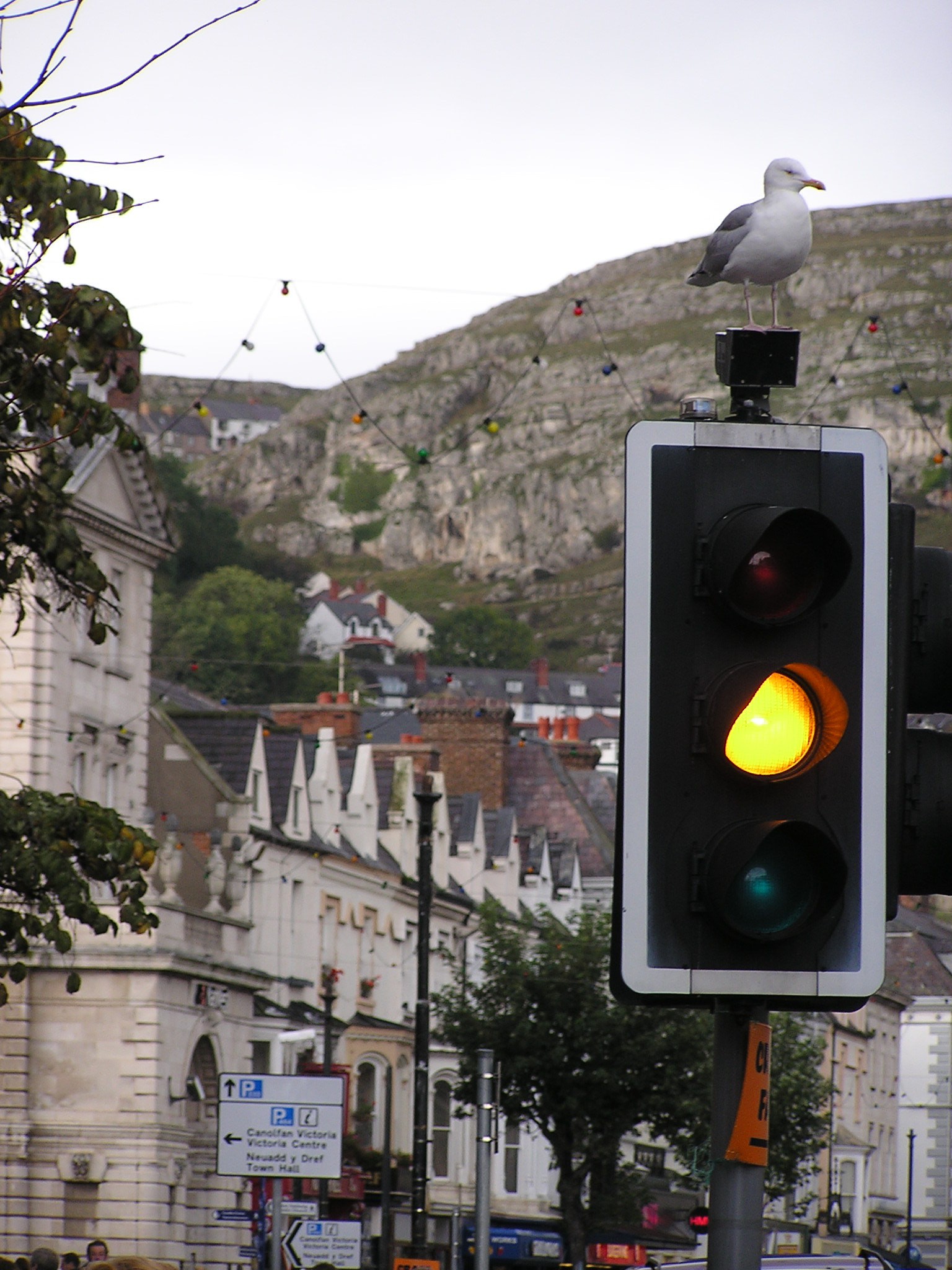 Olympus C740UZ sample photo. Seagull traffic photography