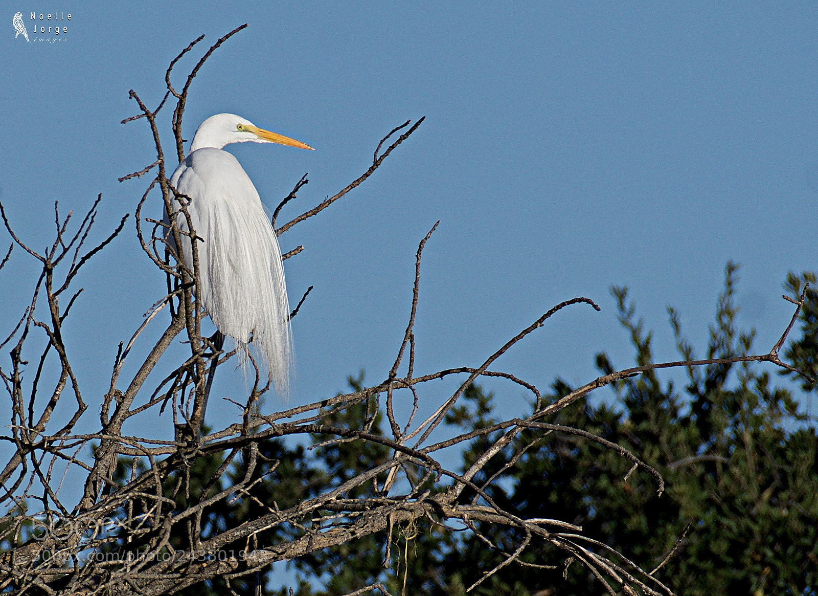 Nikon D500 sample photo. Great egret catches my photography