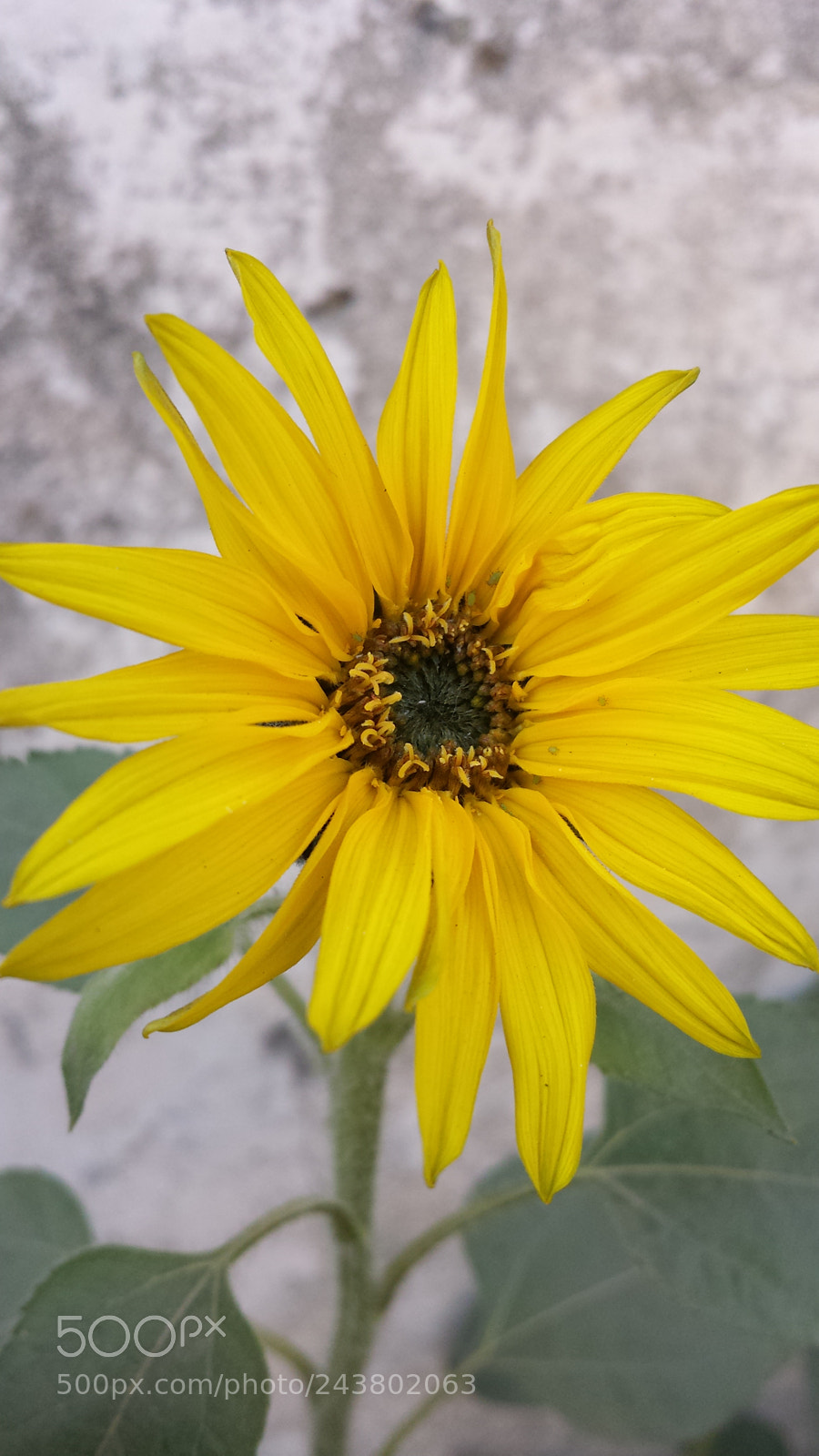 Samsung Galaxy S4 sample photo. Untitled photography