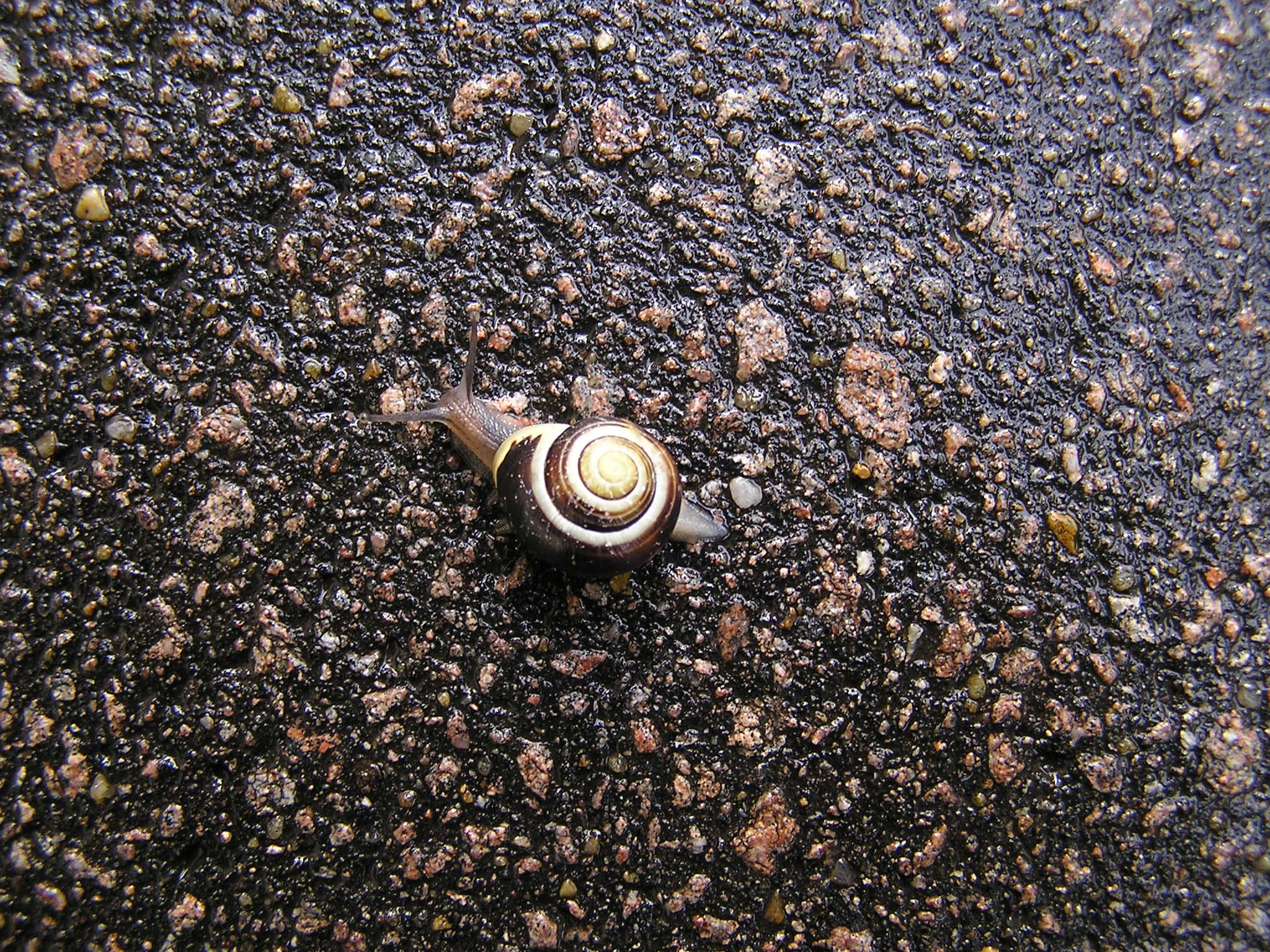 Olympus C740UZ sample photo. Pretty snail photography