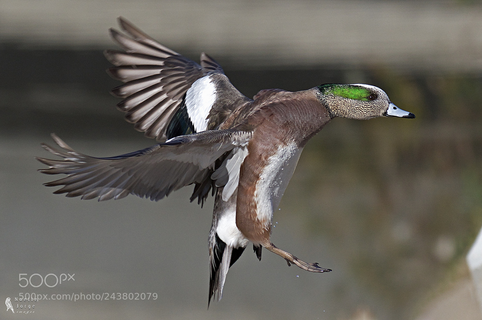 Nikon D500 sample photo. Male american wigeon and photography