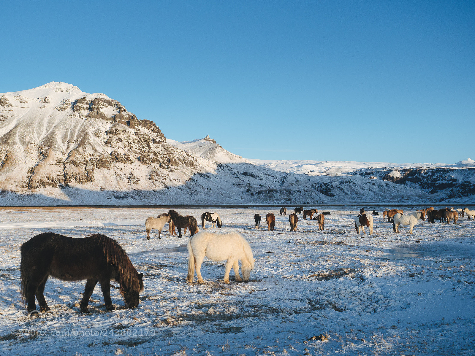 Olympus OM-D E-M10 II sample photo. Horses in iceland photography